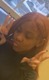 Shardae Guthrie missing person case in BUFFALO, New York